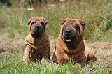 SHAR-PEI 882